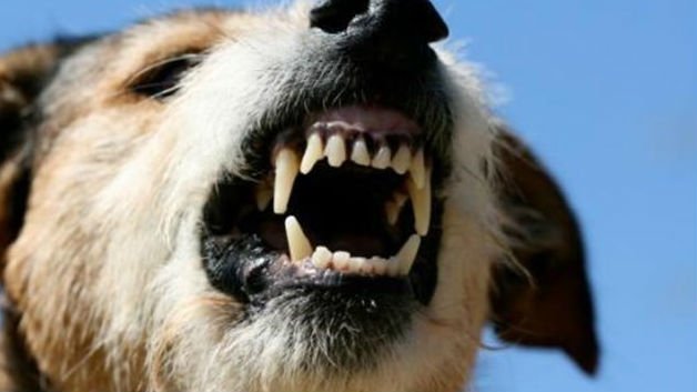 Зло куче нахапа пет деца в Южния парк