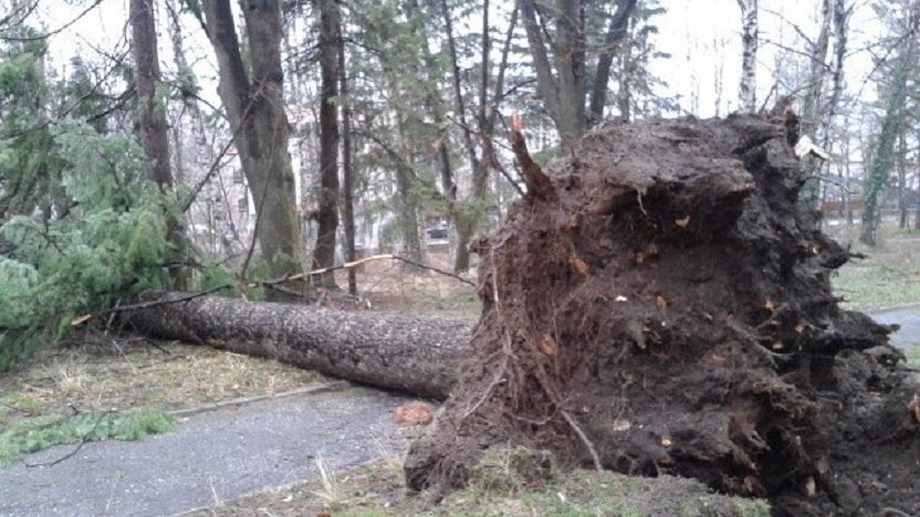 Ураганен вятър събори дървета в Хасковско