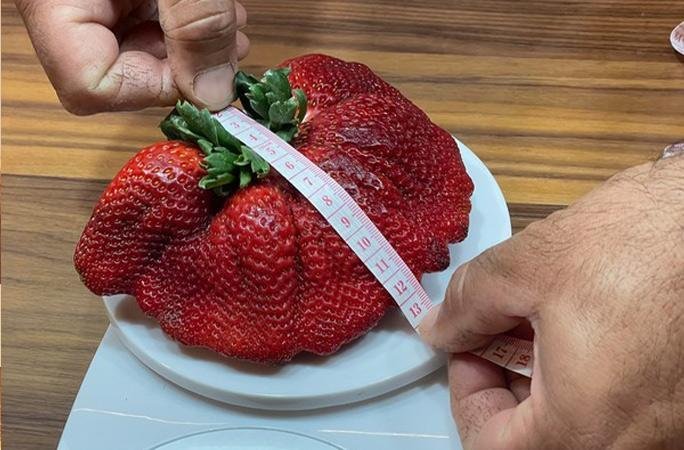 Гигантска ягода, отгледана в Израел с тегло 289 грама стана