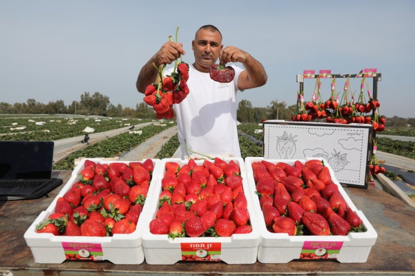Израелският фермер Цачи Ариел показа своята гигантска ягода, която е