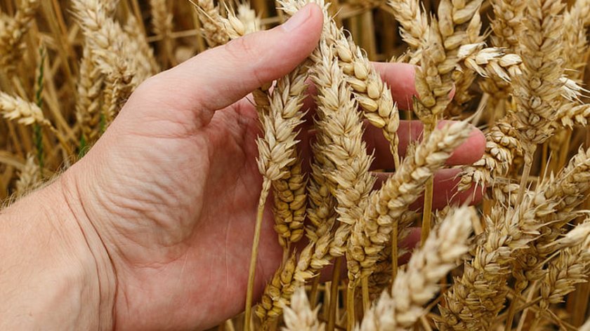 Украйна осигурява 12 процента от световния износ на пшеница и