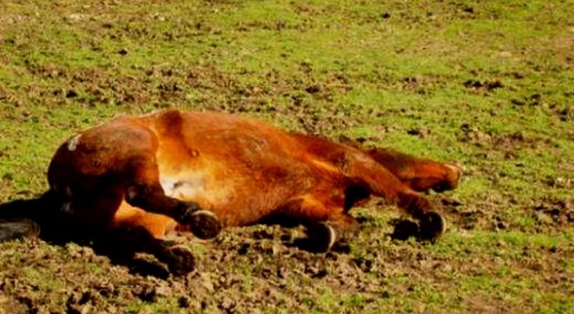 Полицията разследва убийство на два коня край монтанското село Горна Лука