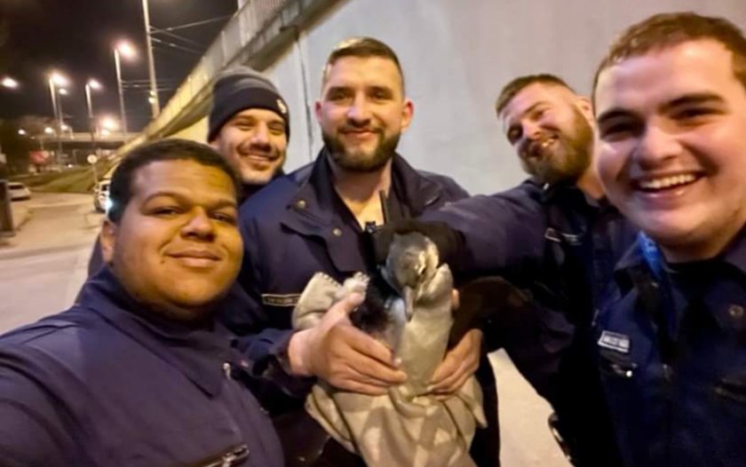 Пингвин избяга от зоопарка в Будапеща, полицията го "арестува"