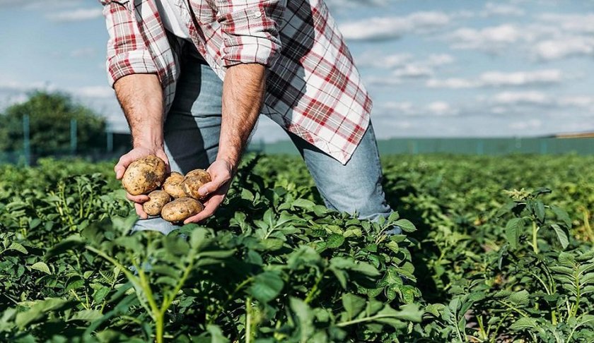 ШОК: Производителите на картофи излизат на протест