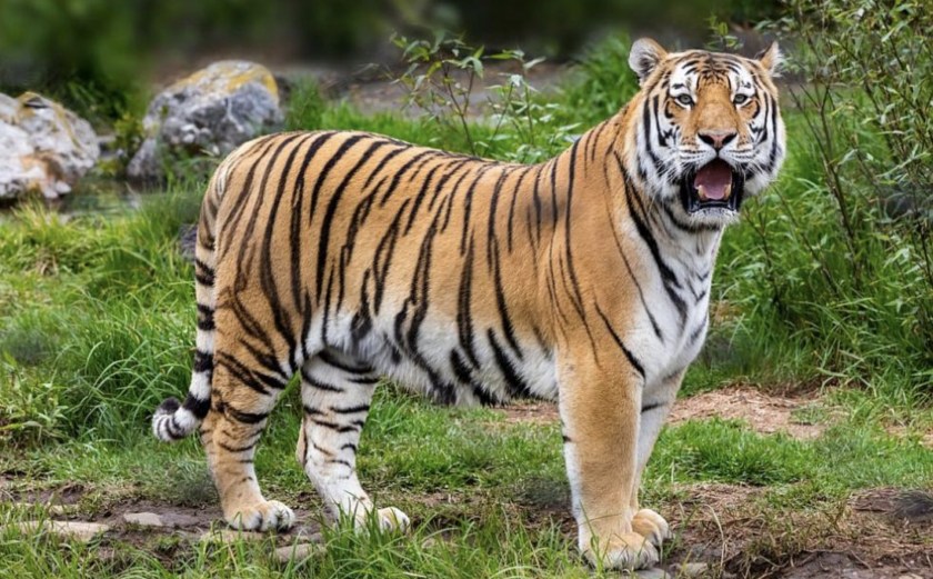 Мъж е бил нахапан от тигър в атракцион във Флорида