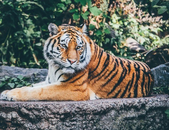 12-годишният амурски тигър Путин, който живееше в зоопарка в Минесота,