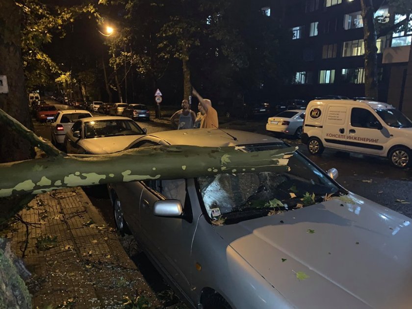 Дърво премаза колата на таткото на Цвета Караянчева 