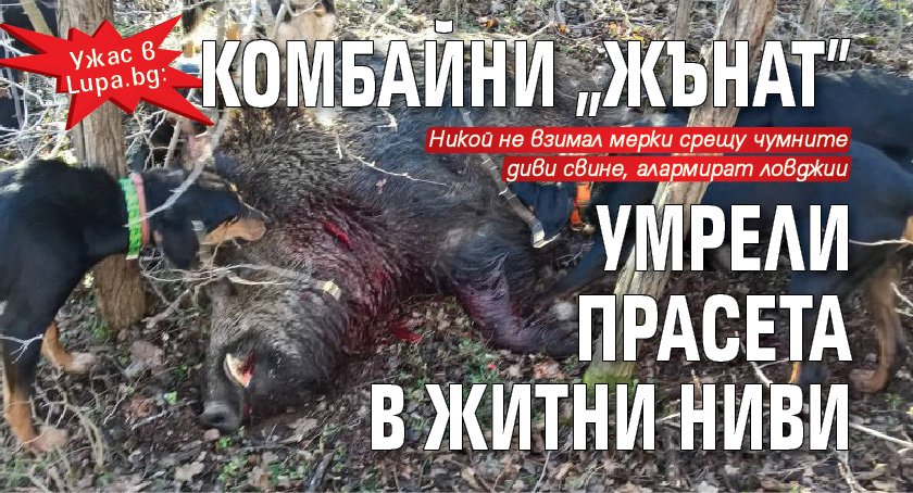 Ужас в Lupa.bg: Комбайни "жънат" умрели прасета в житни ниви