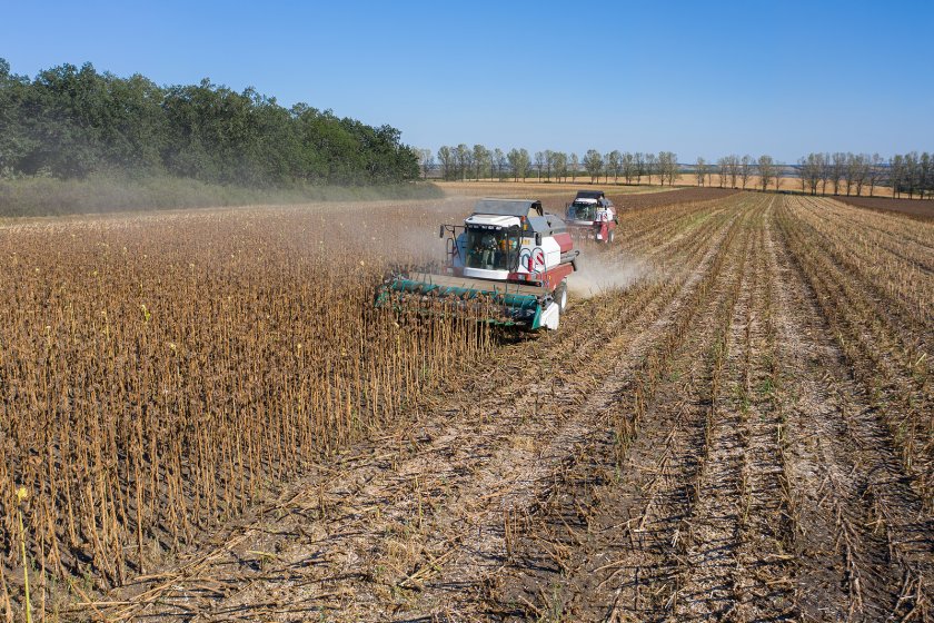 Русия въвежда забрана за износ на слънчоглед и рапица