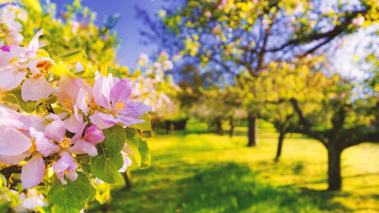 Маргарита Паскалева е дългогодишен астролог с богат опит. Тя изготвя