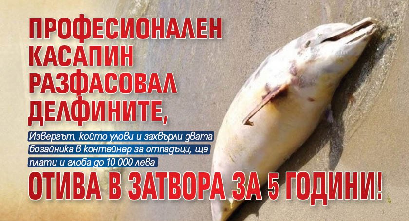 Професионален касапин разфасовал делфините, отива в затвора за 5 години!