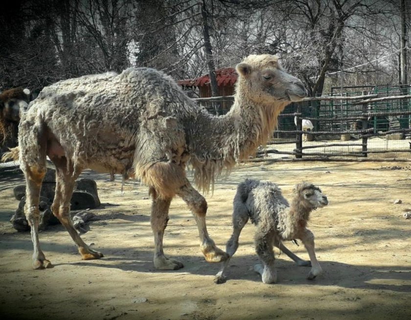 Осем бебета са родени в зоопарка във Варна от началото