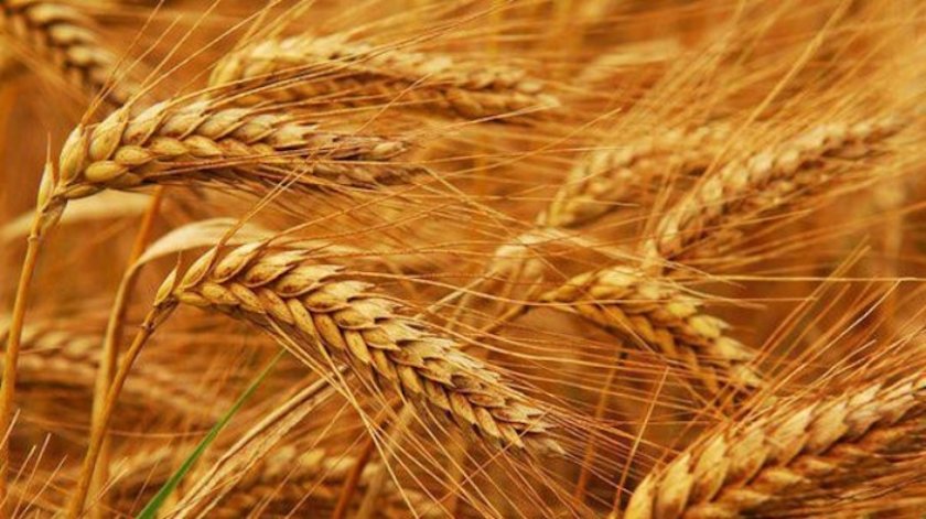 Производството на пшеница в Аржентина през сезон 2022/23 г. може