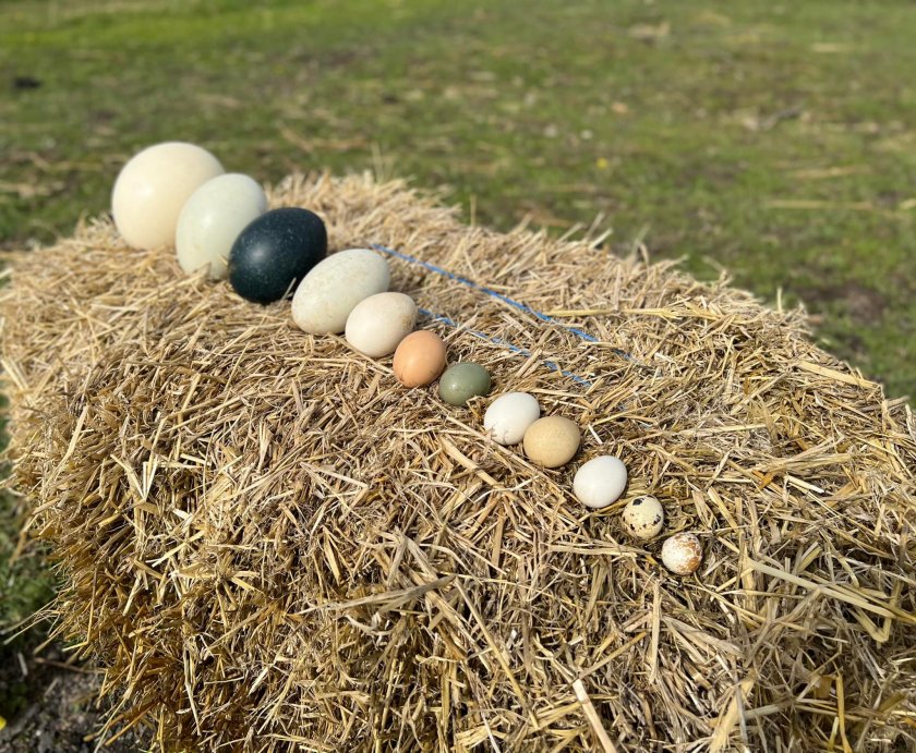 В зоопарка в Бургас е изложена колекция от екзотични яйца.