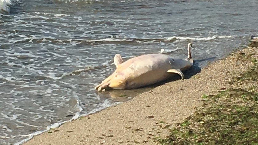 Делфин е намерен мъртъв в Царево. За това съобщиха очевидци