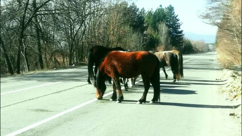 Бус с ученици катастрофира на пътя към Бургас заради кон