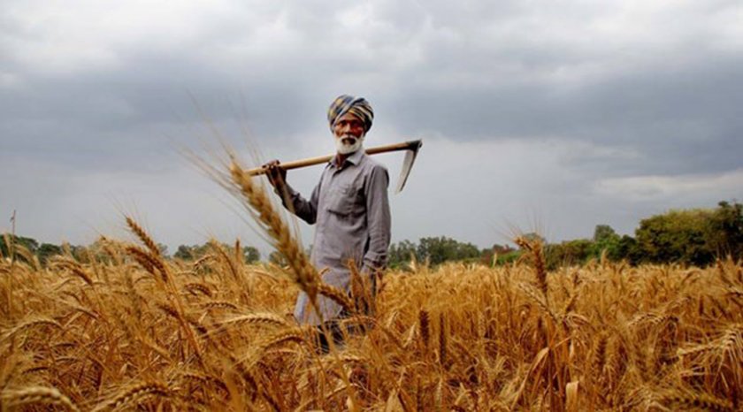 Износът на пшеница от Индия се е увеличил до 1,4