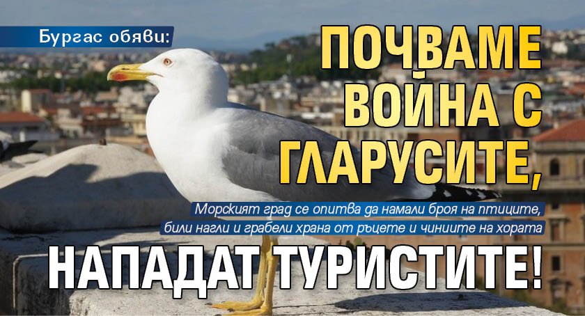 Бургас обяви: Почваме война с гларусите, нападат туристите!