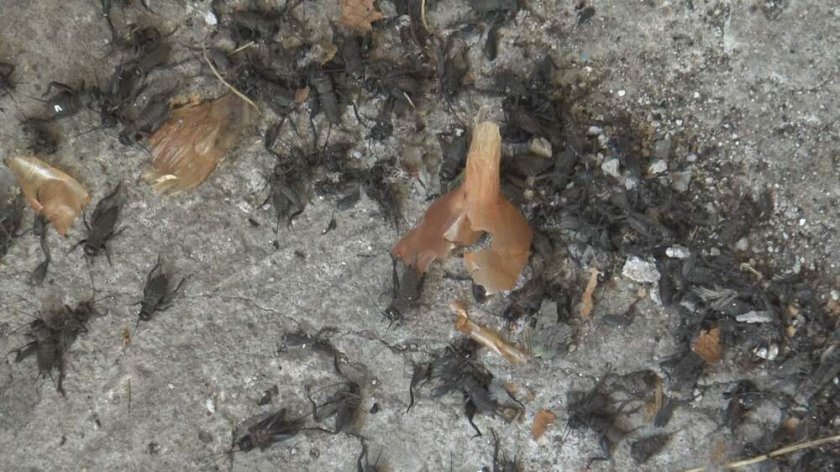 Напаст: Щурци унищожава близо 300 хил. декара с посеви в Ямболско