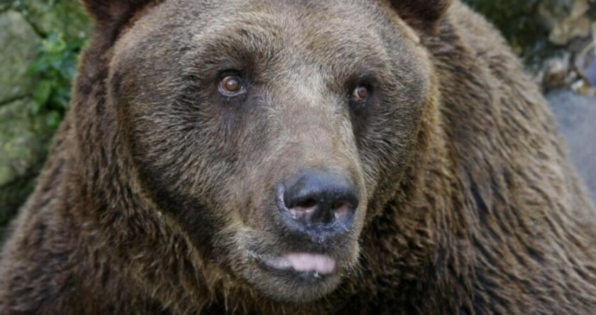 Поискаха разрешително за обстрел на мечката от Чепеларе