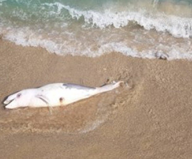 Бебе делфин изплува тази сутрин на плаж Болата. За това