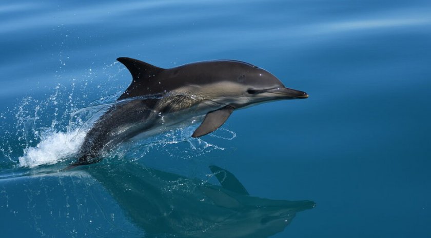 Делфин доплува до брега във Варна в &bdquo;Аспарухово&ldquo; и се