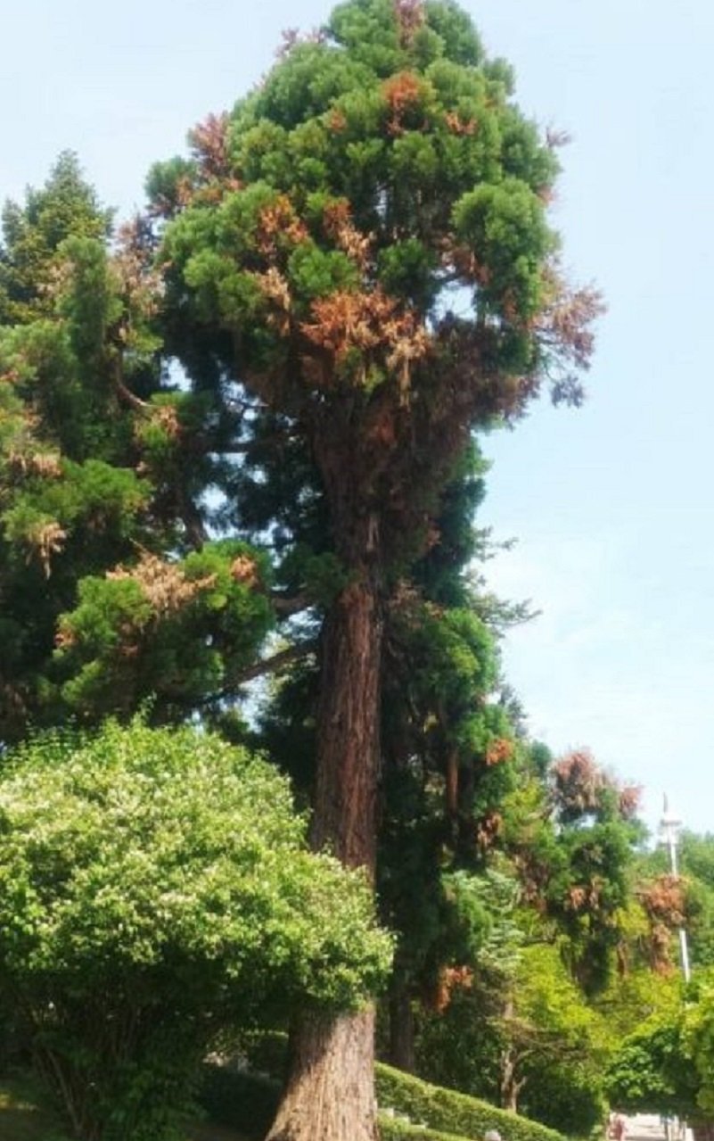 Величествената секвоя, която се издига в парка „Майка България” във