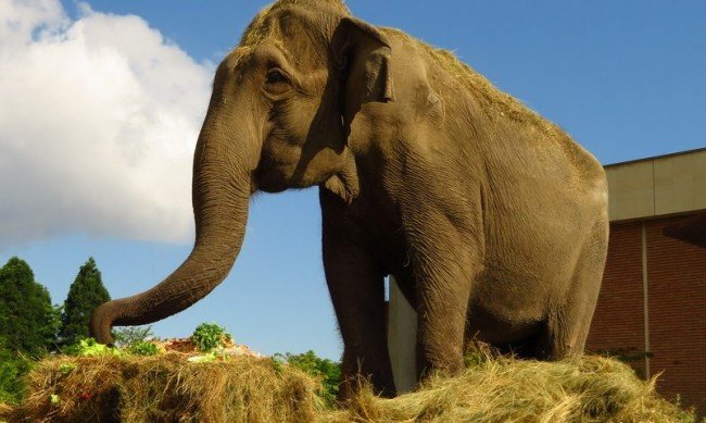 ДЕТСКА РАДОСТ: Две слоници идват в софийския зоопарк