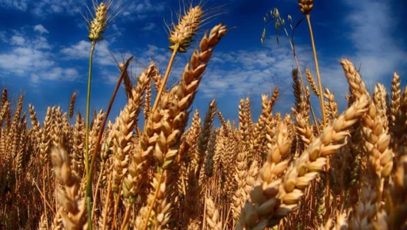 Всички световни запаси на пшеница ще стигнат за 10 седмици,