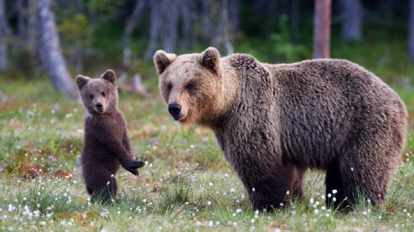 В Смолян пропищяха от мечки, 9 атаки само през юли