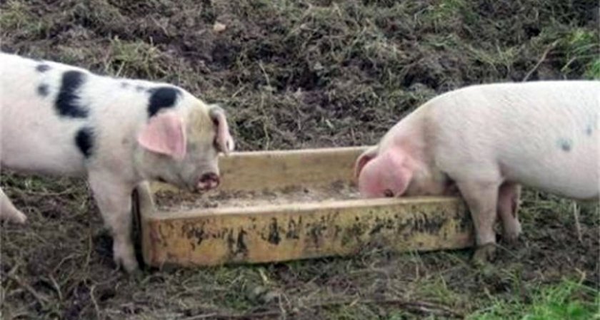 Наредиха умъртвяване на всички нерегистрирани прасета във Варненско