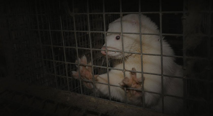 Забраната за развъждане и внос на норки в България вече