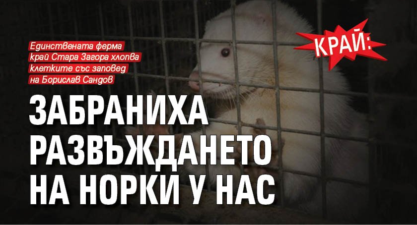 КРАЙ: Забраниха развъждането на норки у нас