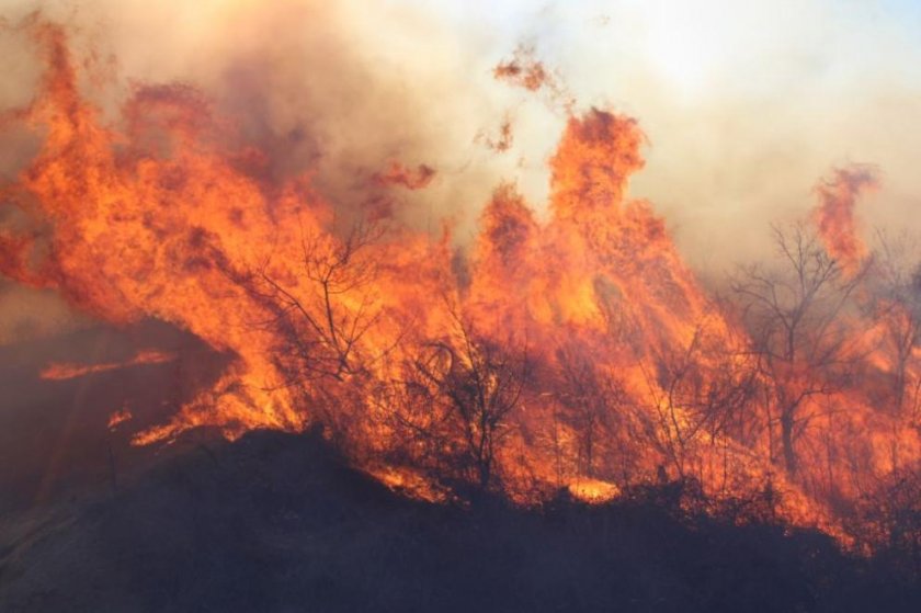 Пожарникари спасиха 5000 дка иглолистна гора в Антоновско. Огънят в