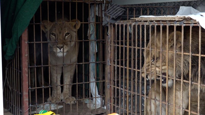 Девет лъва са спасени от украинския град Одеса