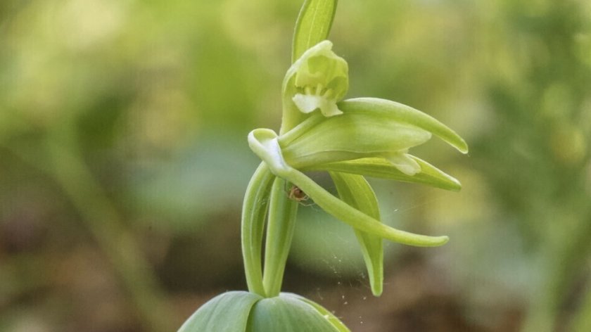 Във Върмонт, САЩ, е открит застрашен вид орхидея, чието наличие