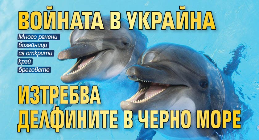 Войната в Украйна изтребва делфините в Черно море