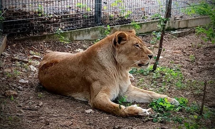 Варненската лъвица Косара е най-новият обитател на Зоопарка в Стара