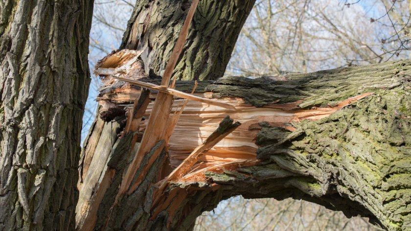 Дърво падна пред Народния театър Иван Вазов в София, съобщи