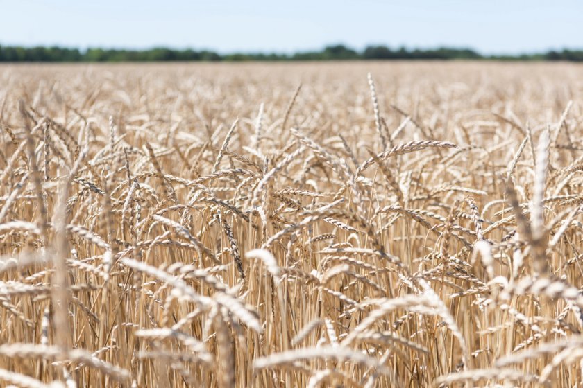 Европа губи 3 млн. тона зърно заради сушата и конфликта в Украйна