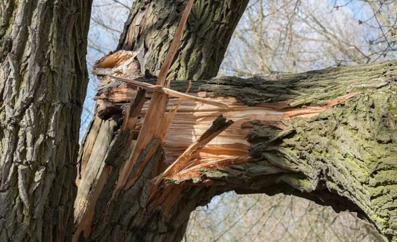 Дърво падна и смаза кола в Стара Загора