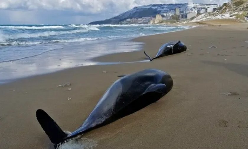 Поне 3000 делфина са умрели в Черно море от началото