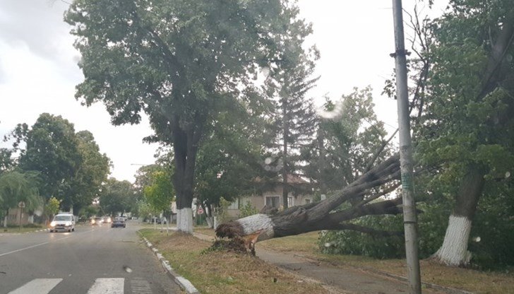 Силна буря изкорени дървета в Козлодуй