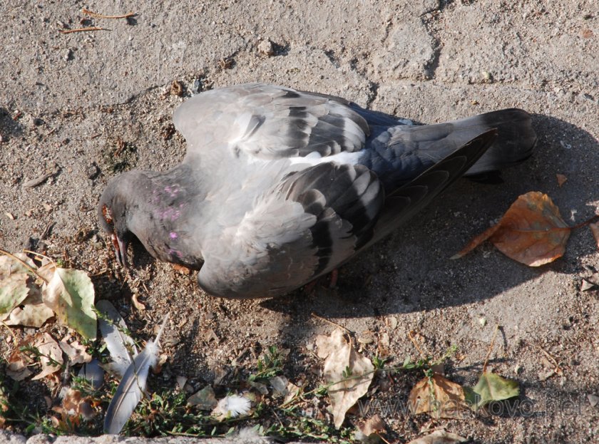 Кюстендилец осъден за убийството на 8 гълъба