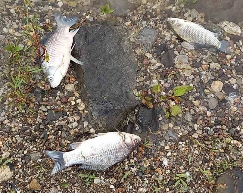 Втори месец продължава мистерията защо умира рибата в язовир 