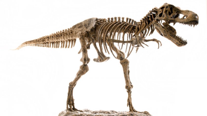 Фосилизираният скелет на родственик на Тиранозавър рекс, бродил по Земята