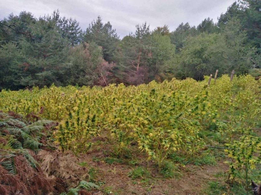Задържаха трима мъже, докато поливат нива с канабис в Плевенско