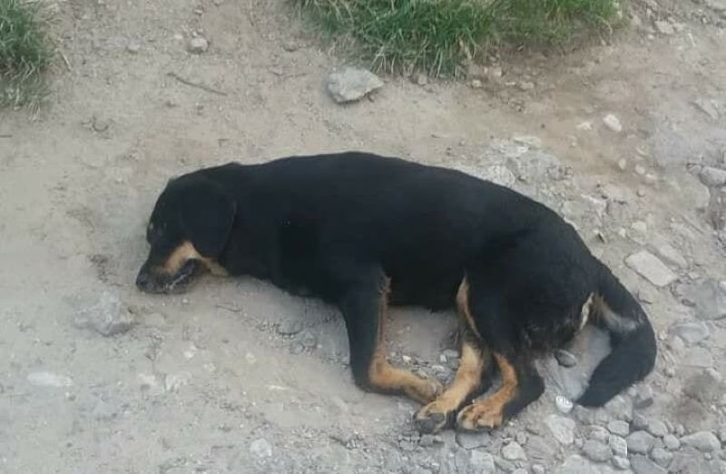 Зловещо: Трупове на убити кучета осеяха Клисура