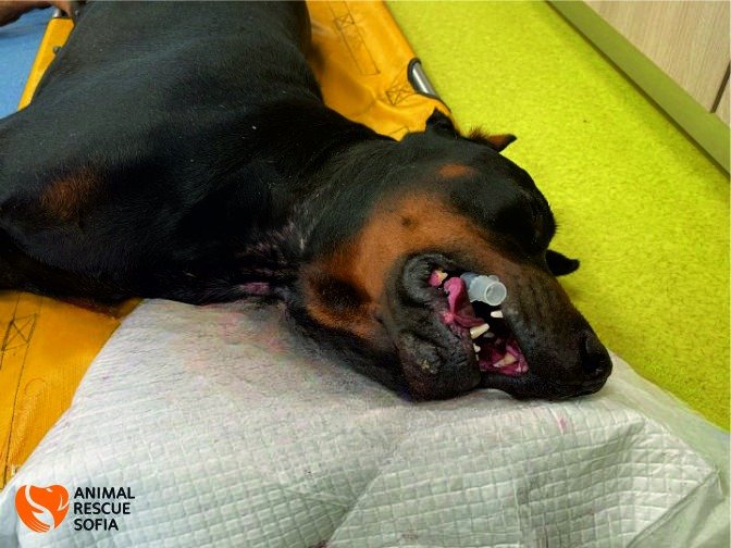ЗВЕРСТВО: Изрод простреля куче в главата (Ужасяващи Снимки)