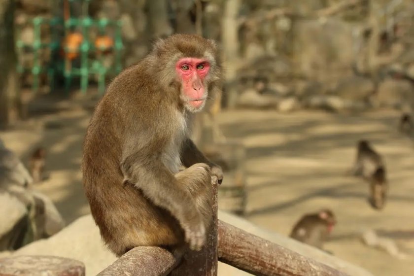 Бясна маймуна напада деца в Япония